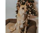 Adopt Bowie a Carolina Dog