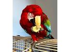 Adopt Nicky a Macaw
