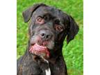 Adopt 23-424 Buck a Cane Corso