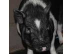 Adopt Peanut Butter a Pig