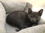 Adopt DORIAN GRAY a Domestic Short Hair