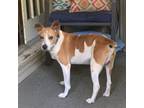 Adopt Vinnie 09-0925 a Rat Terrier