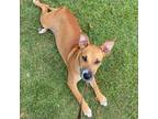 Adopt PupPup a Black Mouth Cur, Mixed Breed