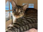 Adopt Apollo a Tabby, Tiger