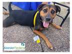 Adopt Joker (Ferlin) a Black Mixed Breed (Large) / Mixed dog in Covington