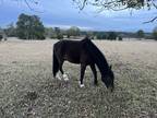 Kid friendly Gaited pony