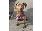 Adopt Peanut a Weimaraner, Labrador Retriever