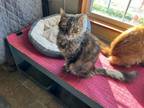 Adopt Hermione a Domestic Medium Hair