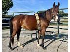 Lady Danielle, Saddlebred For Adoption In Louisville, Kentucky
