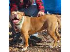 Adopt Tarot a Staffordshire Bull Terrier