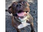 Adopt BUB - Active and Silly a Staffordshire Bull Terrier