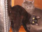 Adopt Melissa a American Shorthair