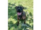 Adopt T.T. - See By Appointment Only a Rottweiler, Boxer