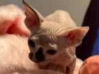 Sphynx Calico Pittsburgh Columbus Cleveland