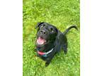 Adopt Mandy~s22/23-0222 a Black Labrador Retriever / Mixed dog in Bangor