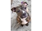 Adopt Buddy a Brindle - with White American Pit Bull Terrier / Mixed dog in New