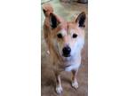 Adopt Cindy a Tan/Yellow/Fawn Shiba Inu / Mixed dog in Robinson, IL (36951713)
