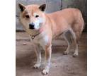 Adopt Smokey a Tan/Yellow/Fawn Shiba Inu / Mixed dog in Robinson, IL (36951866)