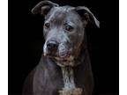 Adopt June a Gray/Blue/Silver/Salt & Pepper Pit Bull Terrier / Mixed dog in