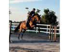 Jumper mare for sale