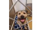 Adopt Phantom a Tan/Yellow/Fawn Pit Bull Terrier / Mixed dog in Detroit