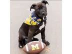 Adopt Woodson a Black Pit Bull Terrier / Mixed dog in Detroit, MI (36956856)