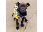 Adopt Valiant a Black Pit Bull Terrier / Mixed dog in Detroit, MI (36956870)