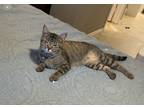 Adopt Marissa a Brown Tabby Domestic Shorthair (short coat) cat in Katy