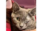 Adopt LILY a Russian Blue (short coat) cat in Calimesa, CA (37135763)