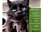 Adopt Baby Kitty Dru (Drusilla) a Domestic Long Hair