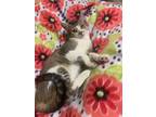 Adopt Cricket a Domestic Short Hair