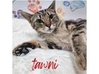 Adopt Tawni a Domestic Short Hair, Tabby