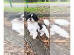 Shih Tzu DOG FOR ADOPTION RGADN-1122394 - Fuji - Shih Tzu Dog For Adoption