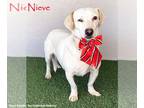 Dachshund-Labrador Retriever Mix DOG FOR ADOPTION RGADN-1122418 - Nieve -