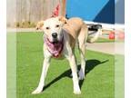 Labrador Retriever Mix DOG FOR ADOPTION RGADN-1122498 - Whitney - Yellow