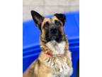 Adopt Sasha-4 Yrs,Great Girl, Loves to Play Fully Vetted a German Shepherd Dog