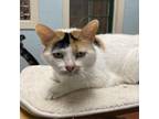 Adopt BonBon a Domestic Short Hair