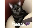 Adopt Gimena a Domestic Short Hair, Bombay