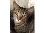 Adopt Waffle a Abyssinian, Domestic Short Hair