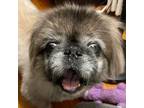 Adopt Fozzy has been adopted! a Pekingese