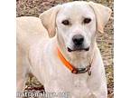 Adopt Yetti in MS - Sweet & Playful Boy! a Great Pyrenees, Labrador Retriever