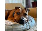 Adopt Applesauce - Not ready yet. a Pit Bull Terrier
