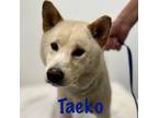 Adopt Taeko a Shiba Inu