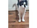 Adopt Friday a Domestic Short Hair