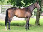 Adopt Eye Luv Lulu a Thoroughbred