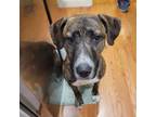 Adopt Guinness a Plott Hound