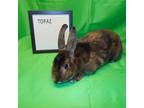 Adopt Topaz a Mini Rex