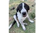 Adopt Monopoly a Border Collie, Great Pyrenees