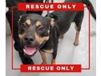 Adopt Machabee a Rottweiler, German Shepherd Dog