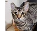Adopt Mack Daddy (with Grater) a Domestic Short Hair